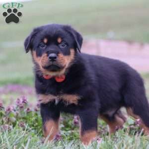 Rex, Rottweiler Puppy